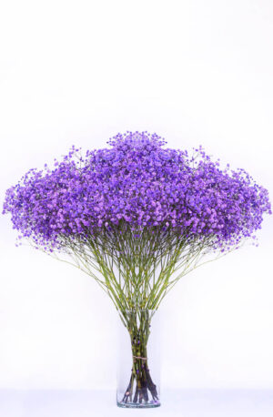 Gysophila XLENCE Tintada 750g