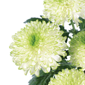 crisantemo zembla lima