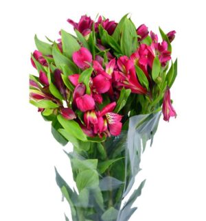 alstroemeria fucsia