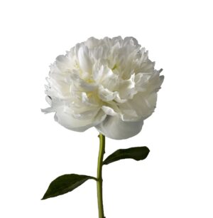 peonia blanca