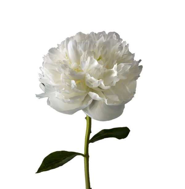 peonia blanca