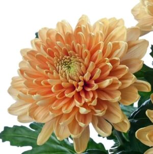 crisantemo charlotte naranja