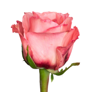 Rosa Pink Expression Extra