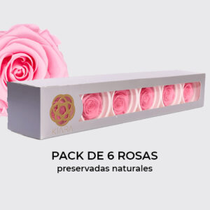 Rosa Preservada de Botón Kiara (Rosa, Bridal Pink)