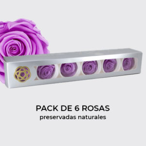Rosa Preservada de Botón Kiara (Baby Lili, Púrpura)