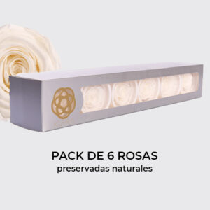 Rosa Preservada de Botón Kiara (Blanco)
