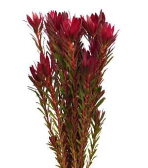 Leucadendrum