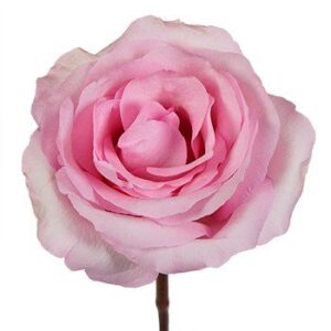 Rosa MIllenial Extra