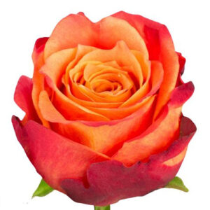 Rosa Atomic Ecuador