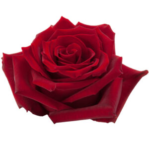 Rosa Explorer Ecuador
