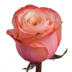 Rosa Kahala Ecuador
