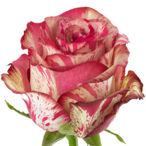 Rosa Magic Times