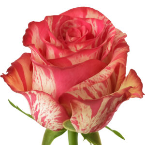 Rosa Magic Times