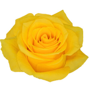 Rosa Momentum