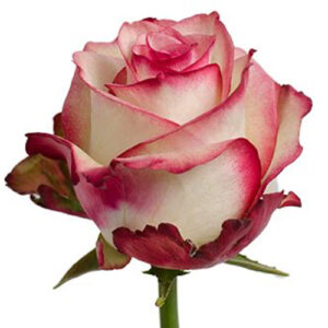 Rosa Paloma Ecuador