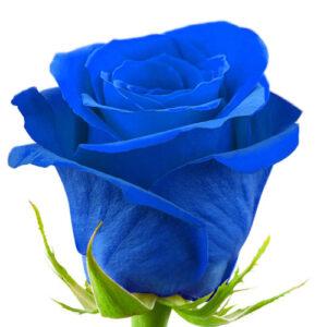 Rosa Azul Tinturada