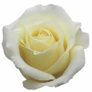 Rosa White Chocolate