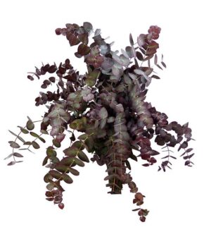 Eucalipto Cinerea Tinturado Rojo