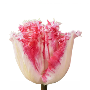 Tulipán neglige