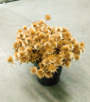 Eryngium Oro