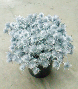 Eryngium Plata