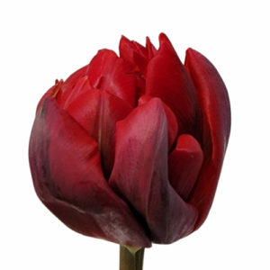 Tulipán red princess