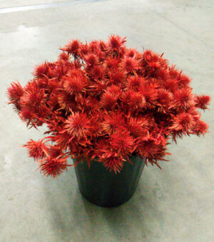 Eryngium Rojo