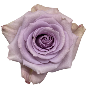 Rosa Star Platinium Extra