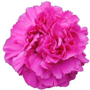 Clavel Colombiano  Select Fucsia