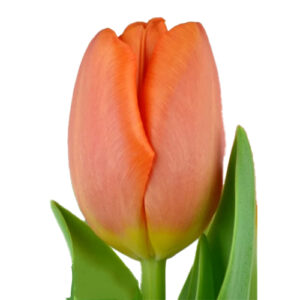 Tulipan Time Out