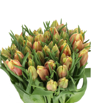 Tulipán Dee Jay Parrot