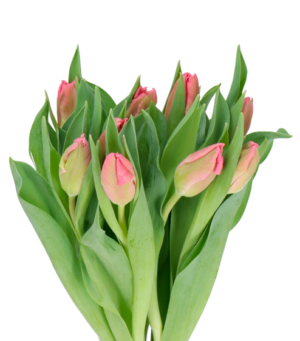 Tulipán Marvel Parrot