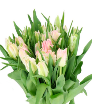 Tulipán Cabanna
