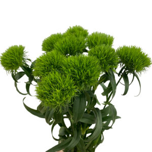 Clavel Green Ball Nacional