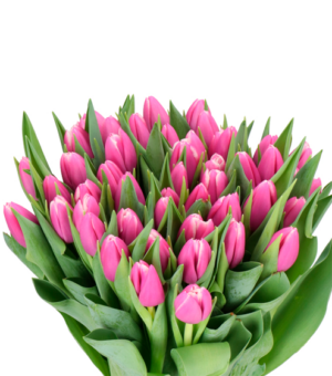 Tulipán Angels Share