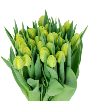 Tulipán Double Trouble Amarillo
