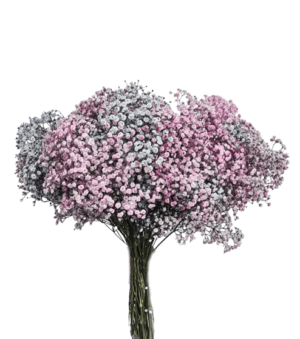 Gypsophila Over Time ROSA