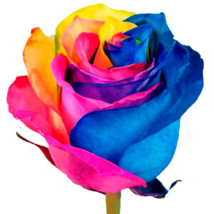 Rosa Arco Iris