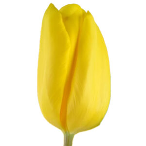 Tulipan Strong Gold Amarillo
