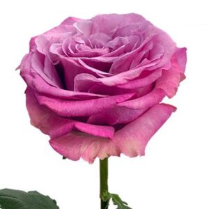 Rosa Queen Crown