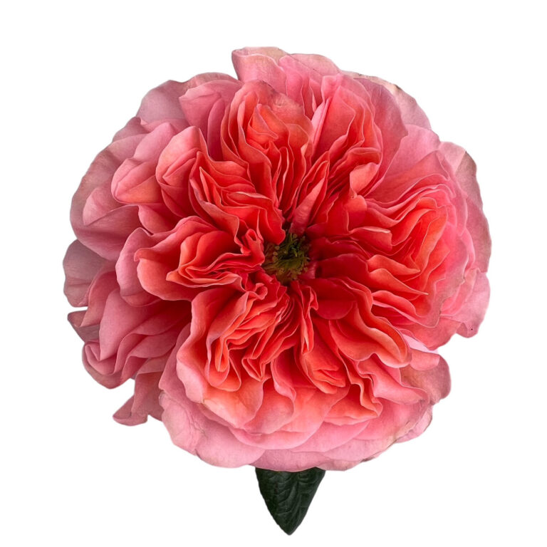 Rosa Candy X-Pression