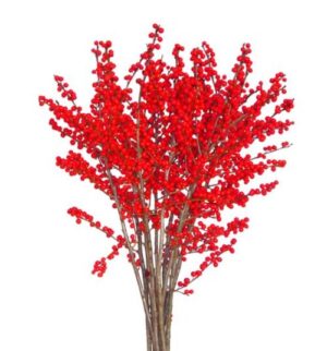 Ilex Rojo 50cm