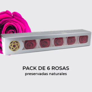 Rosa Preservada de Botón Kiara (Velvet Plum)