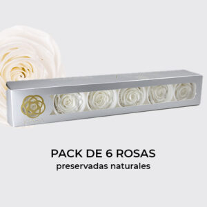 Rosa Preservada de Botón Kiara (Pearl Gem, Perla)
