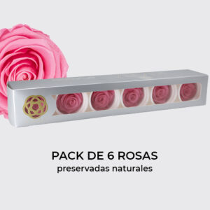 Rosa Preservada de Botón Kiara (Baby Pink, Rosa Bebé)