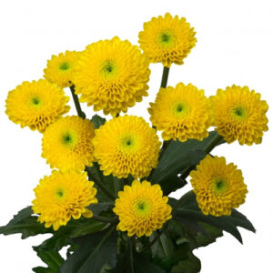 Crisantemo Feeling Amarillo