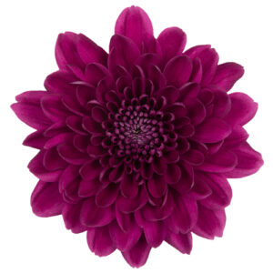Crisantemo Monoflor Morado Colombia