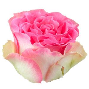 Rosa Malibu Crema Fucsia
