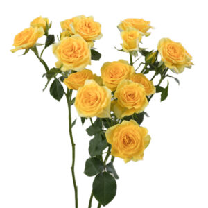 Rosa Spray Golden Sensation Amarilla