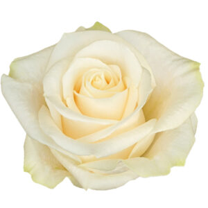 Rosa Vendela Extra
